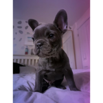 Ollie is the dogs name on the front cover