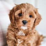 Girls who loves puppy’s