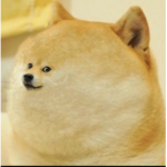 group of doges BOIS