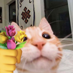 ଘ faes pixies ᵎᵎ