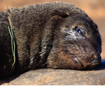 SaveTheAnimals