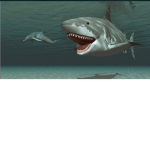 Eating sharks