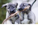 Za twins