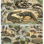 ReptilesUnited