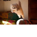 Flying Kitties