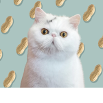 Pickles on Saturday