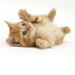 I <3 Kittens!!!!!!!!!!