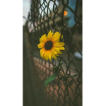 Aesthet$c Forever