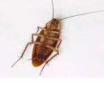 Cockroaches