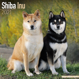 ˜”*°•.˜”*°• Shiba Obby! •°*”˜.•°*”˜