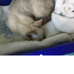 Worlds best cat