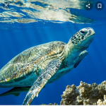 Turtle place (alpha)