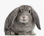 •|Bunny Team |•