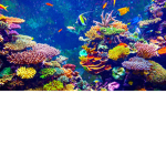 The Ocean Fan Club