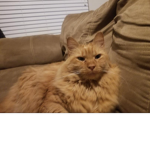 Cats Cats Cats! Only Cats! (Remastered)
