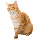 Catz Zone