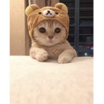 Cat cach
