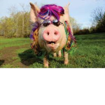 Join this if ur a Human/Pig