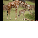 Giraffes Unit