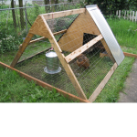 chickens!!!!!!!!!!!