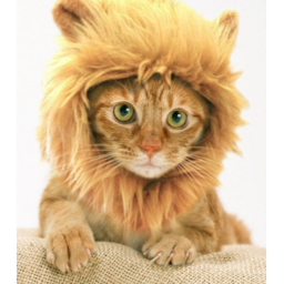 Tabby Cat Interview center!