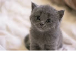 Kittens team :3