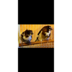 the society finch group