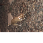 An friend