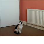 Gerda Kitty Fan Group