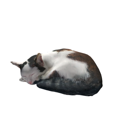 Realistic cat