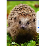 Ich liebe Alle Tiere