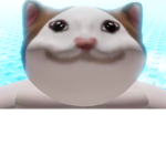 The Beluga/Popcat Fans