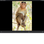 The Best monkeys in the world