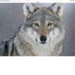 We are the wolf pack!!