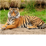 tiger #####