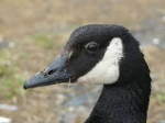 The Duck Groupp