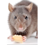Us the rats