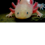 Axolotl Unitied
