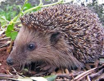 Hedgehogman's Gang