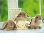 Christiankitten233's Animal Group