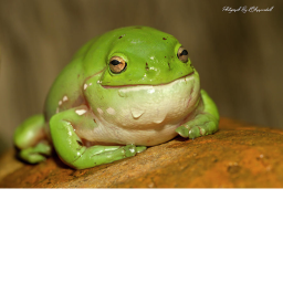 The Frog Paradise