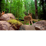 Wildlife Animal Survivors
