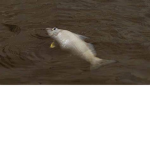 Lonely Fishes