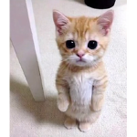 :el gato: