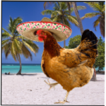 Only Chicken