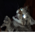 Cat Paws Store