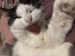 Ophelia cat