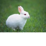 MAD EASTER BUNNY GROUP