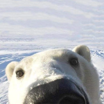 /polar