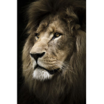 Lion noil